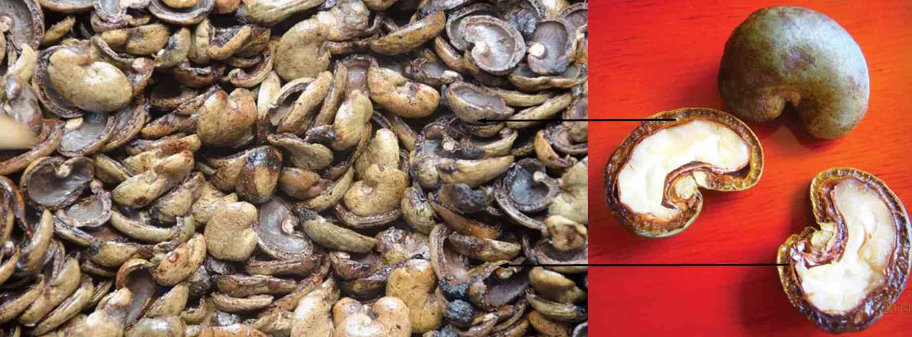 cashew shell graphic