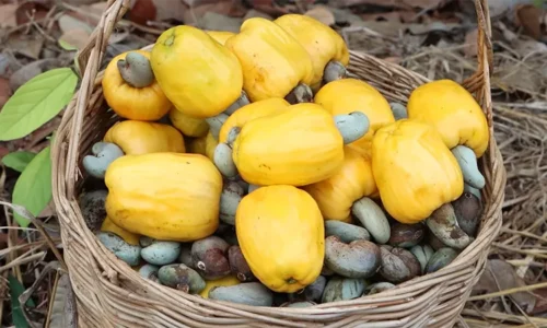 Rổ trái điều tươi màu vàng rực nổi bật