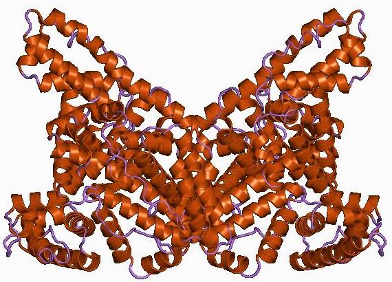 Albumin Protein