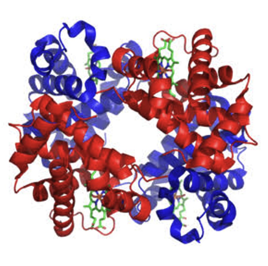 Globulin Protein