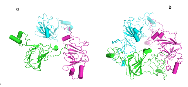 Glutelin protein