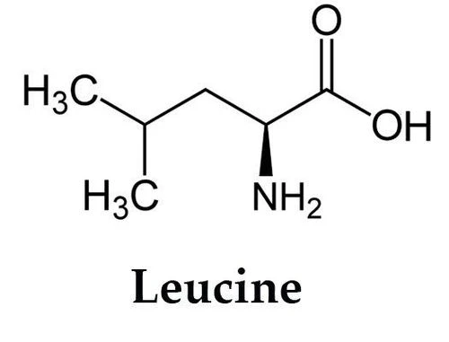 Leucine la axit amin co trong hat dieu