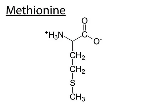 Methionine la axit amin co trong hat dieu