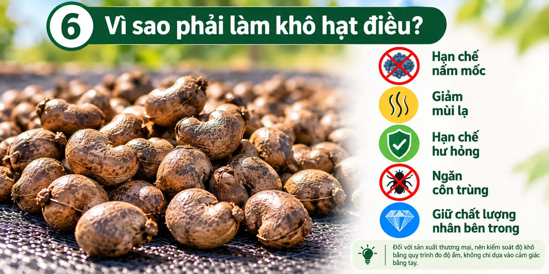 Vi sao phai lam kho hat dieu